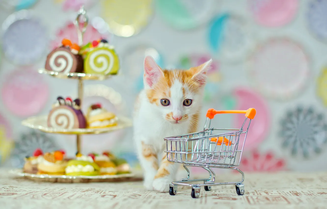 Photo wallpaper cat, look, pose, kitty, face