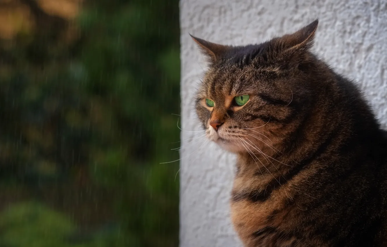 Photo wallpaper cat, cat, nature, rain, portrait