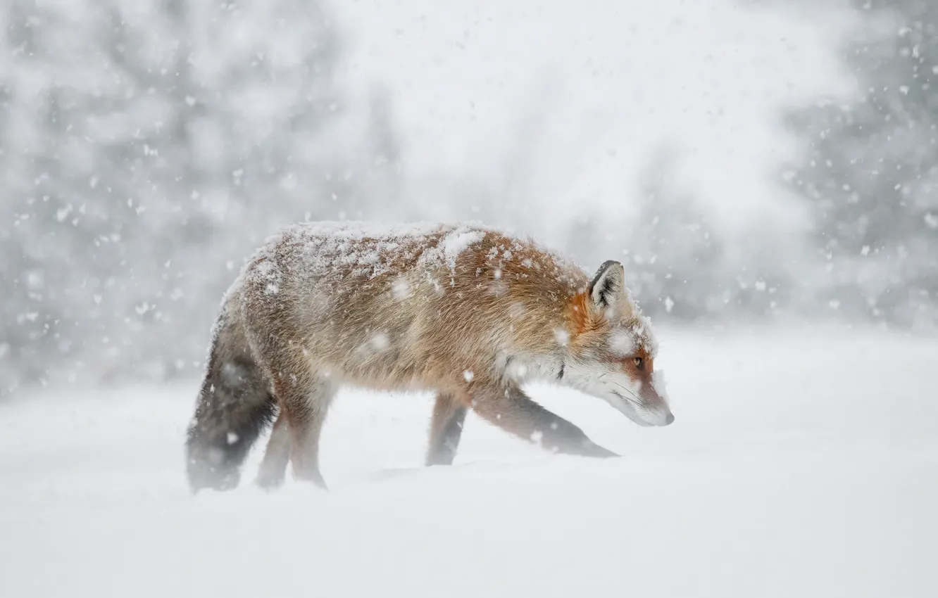Photo wallpaper winter, forest, snow, nature, pose, fog, Fox, the snow