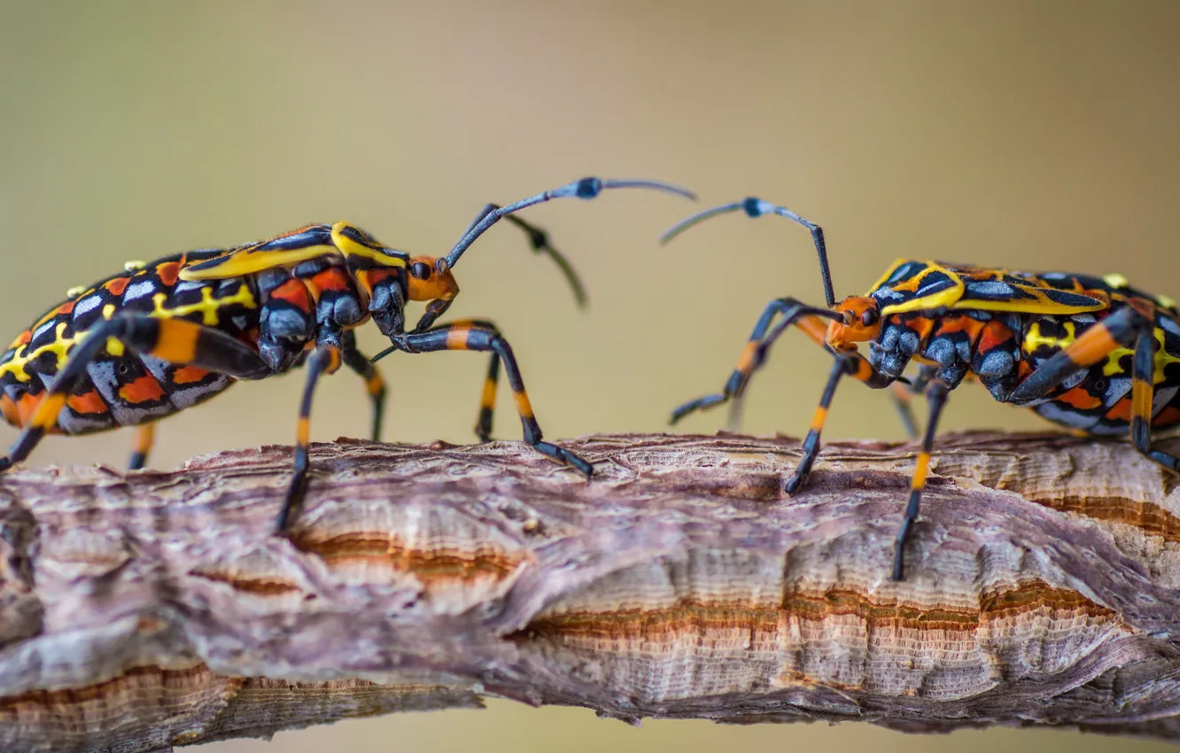 Photo wallpaper mustache, macro, background, pattern, two, beetle, stem, pair