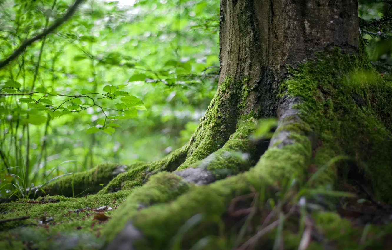 Photo wallpaper forest, nature, moss, forest, nature, green foliage, moss, the roots of the tree