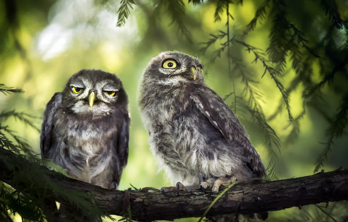 Photo wallpaper birds, nature, owls