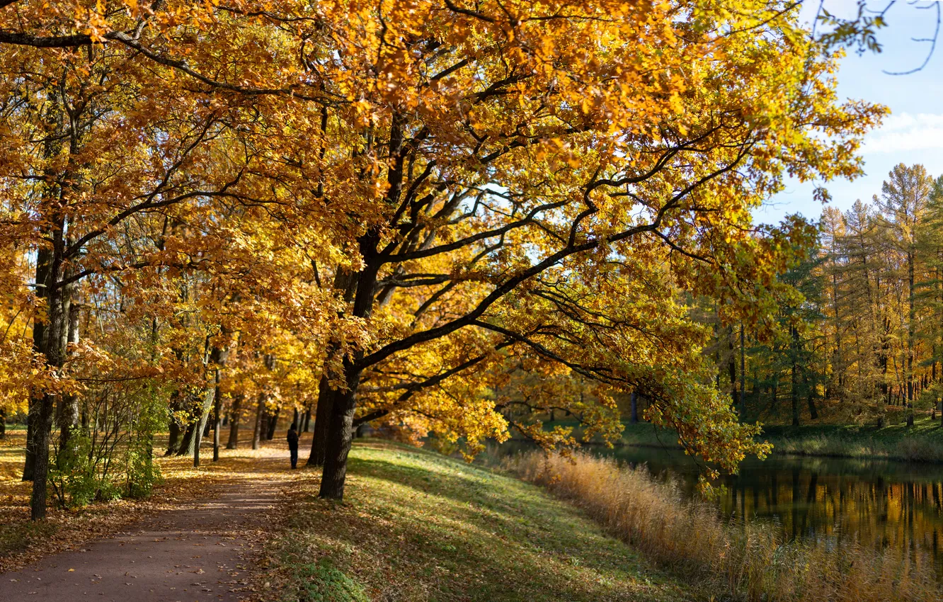 Photo wallpaper autumn, the sun, trees, Park, gold, Pushkin