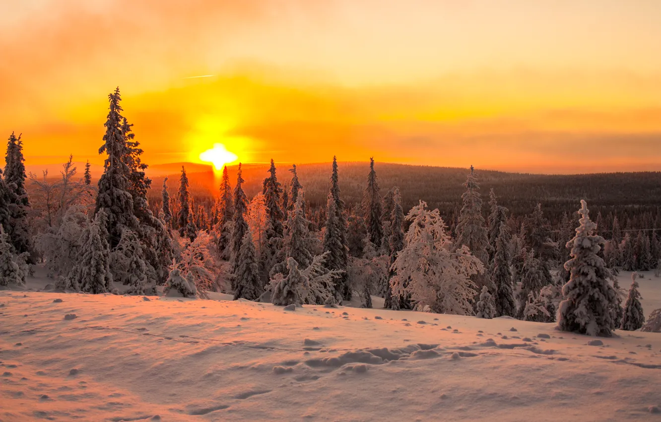 Photo wallpaper winter, forest, the sun, snow, dawn, hills