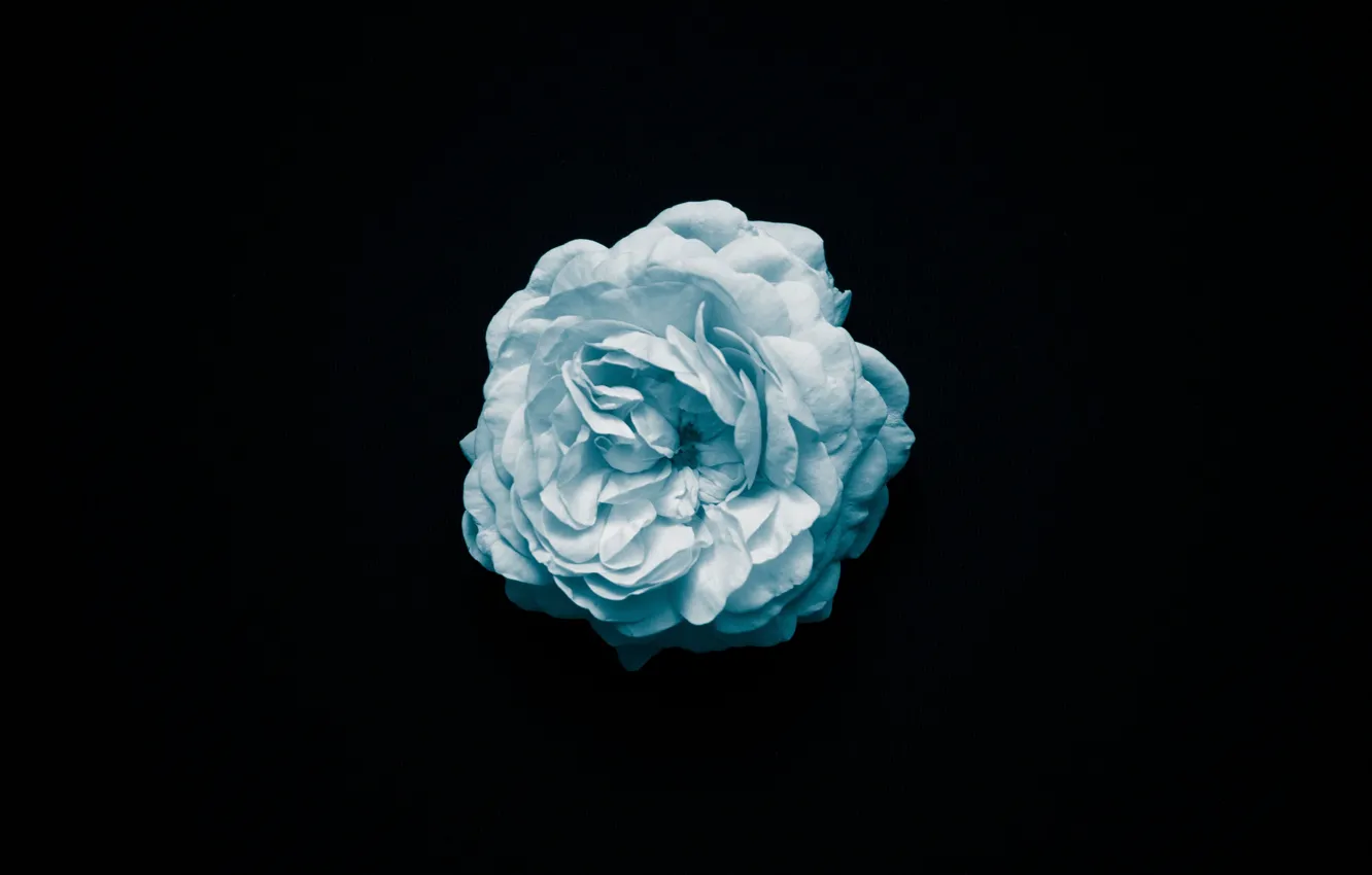 Photo wallpaper flower, macro, rose, black background, blue
