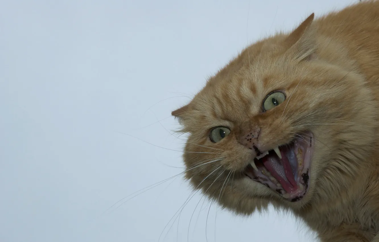 Photo wallpaper cat, red, muzzle, grin, evil, Die dohnavur!