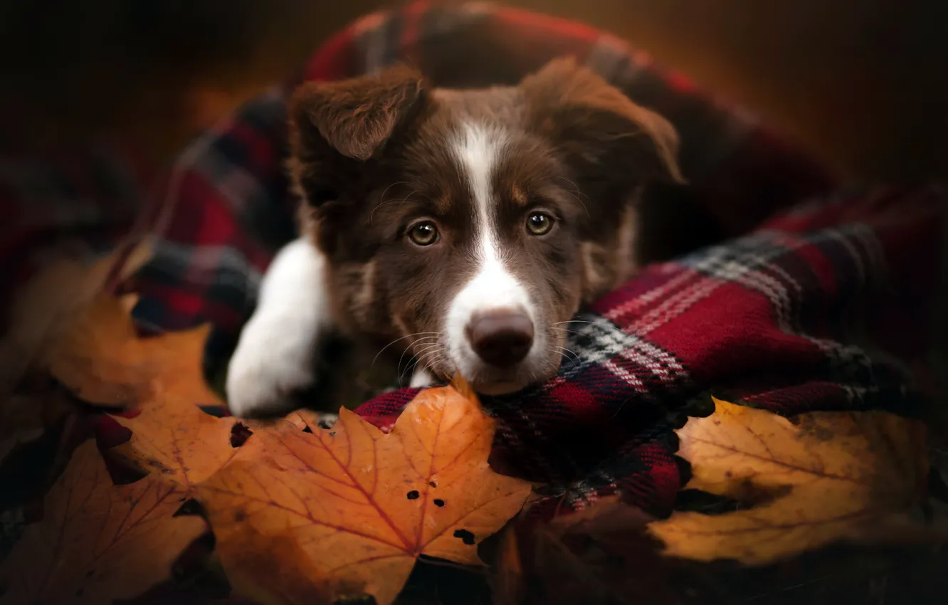 Photo wallpaper autumn, each, dog