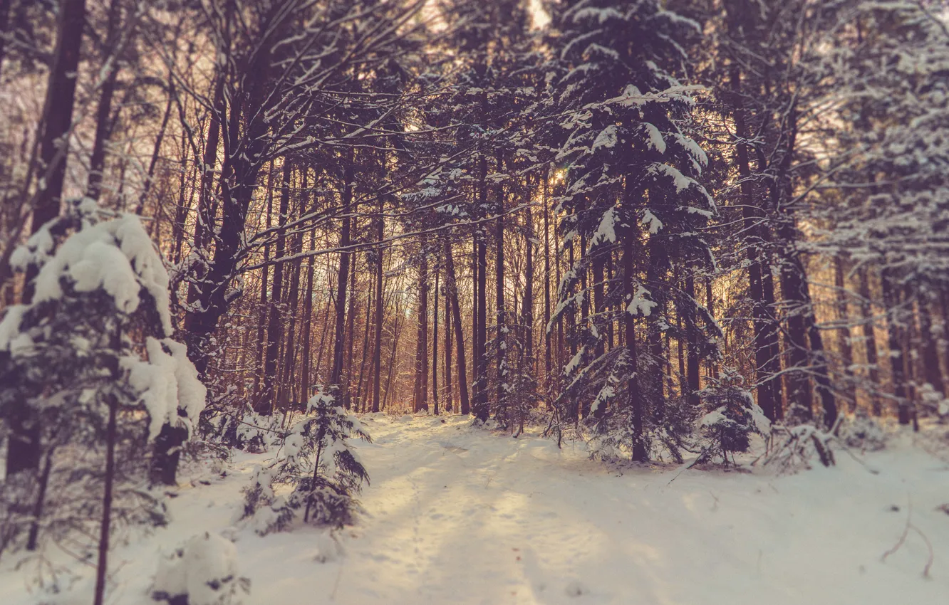 Photo wallpaper forest, trees, winter, snow, sunlight, woodland