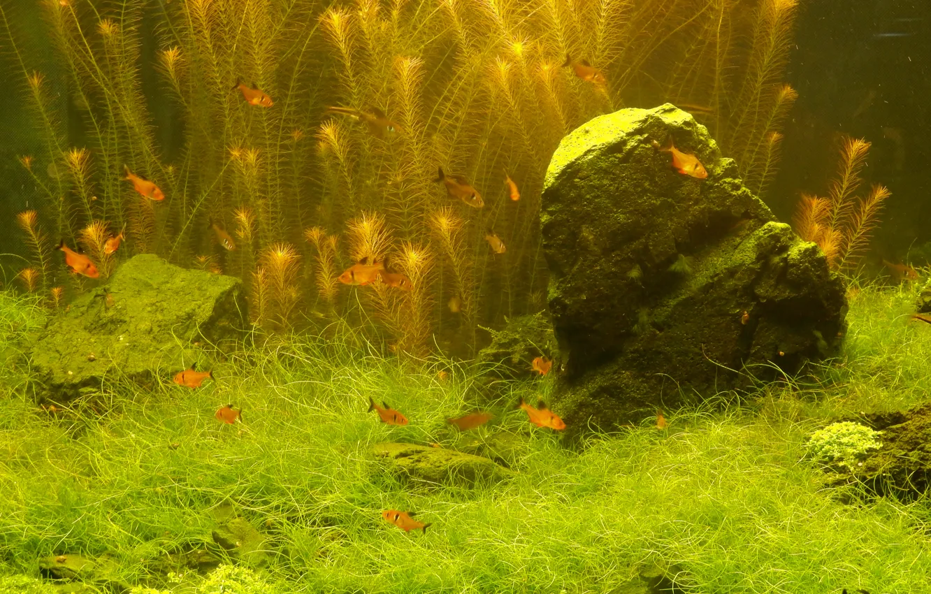 Photo wallpaper fish, widescreen, Wallpaper, plant, aquarium, wallpaper, widescreen, background