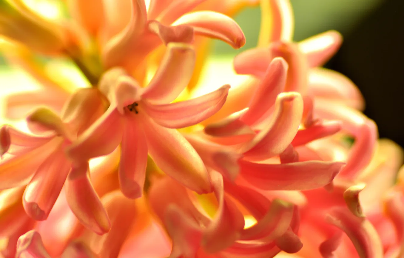 Photo wallpaper flowers, orange, nature, hyacinths