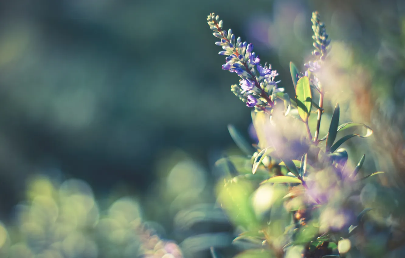 Photo wallpaper flowers, glare, the bushes, razmytost