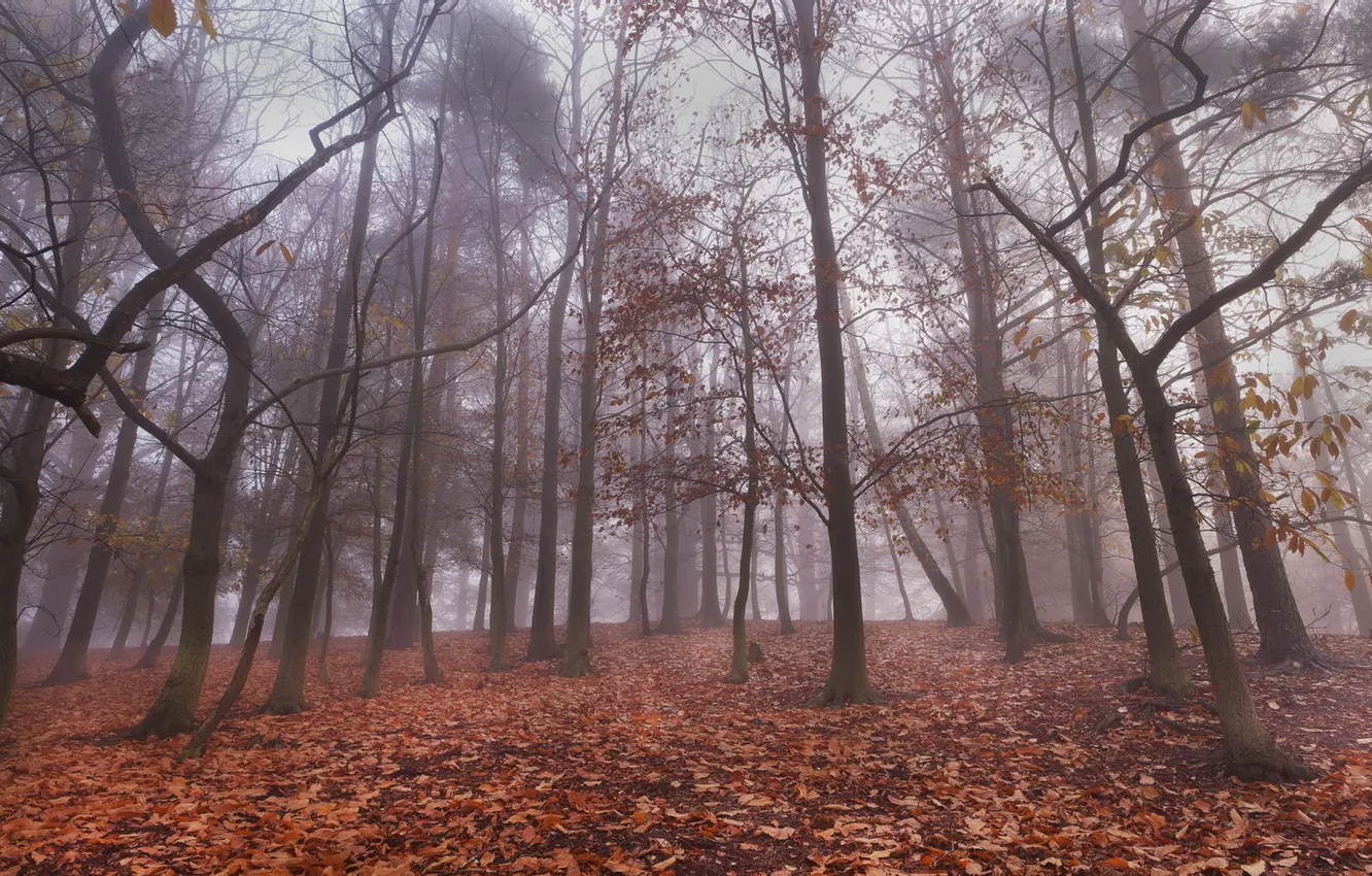 Photo wallpaper forest, leaves, trees, fog