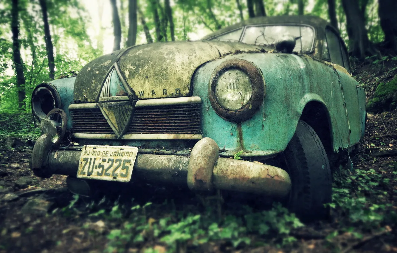 Photo wallpaper machine, forest, scrap