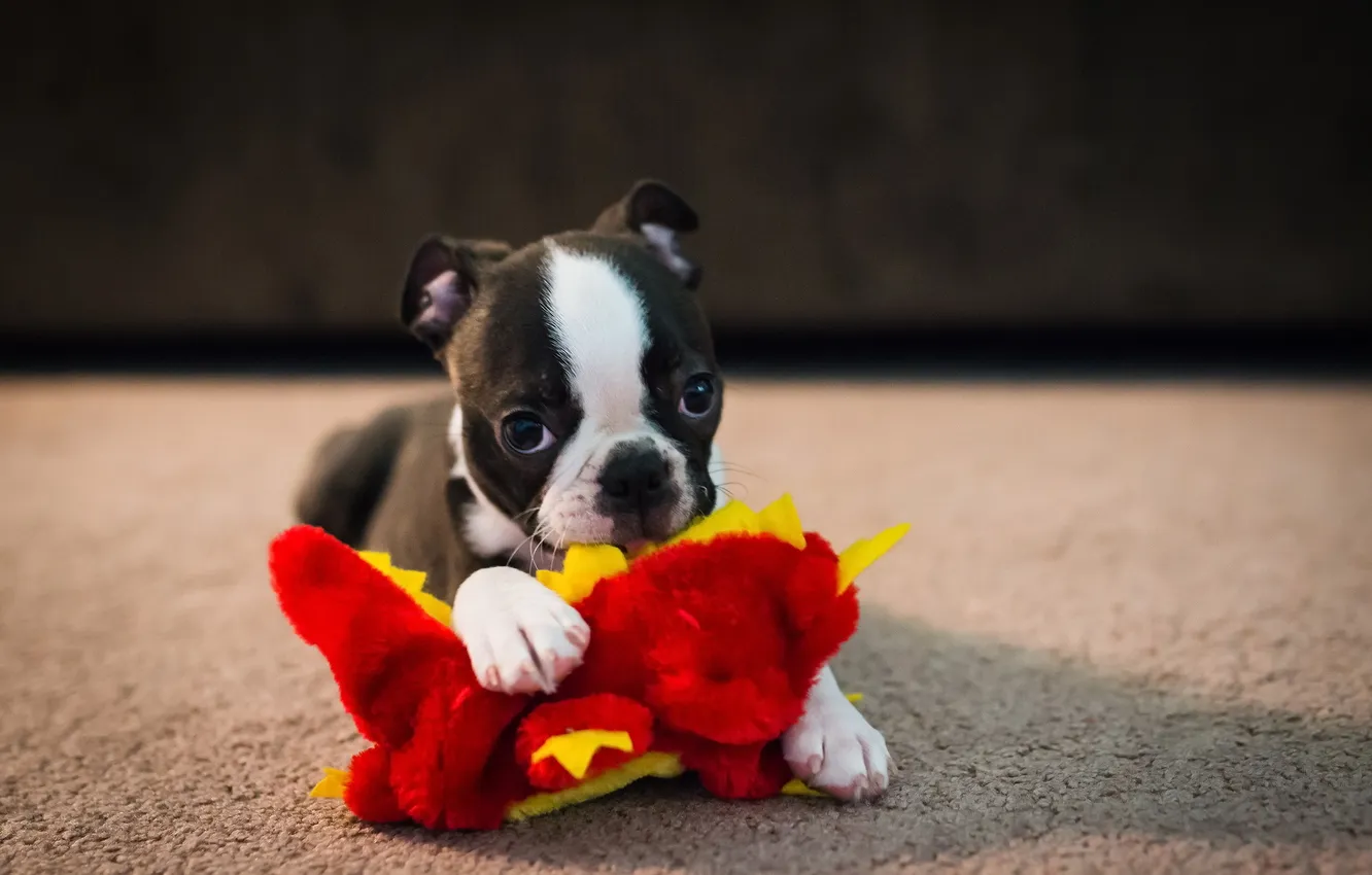 Photo wallpaper toy, dog, puppy