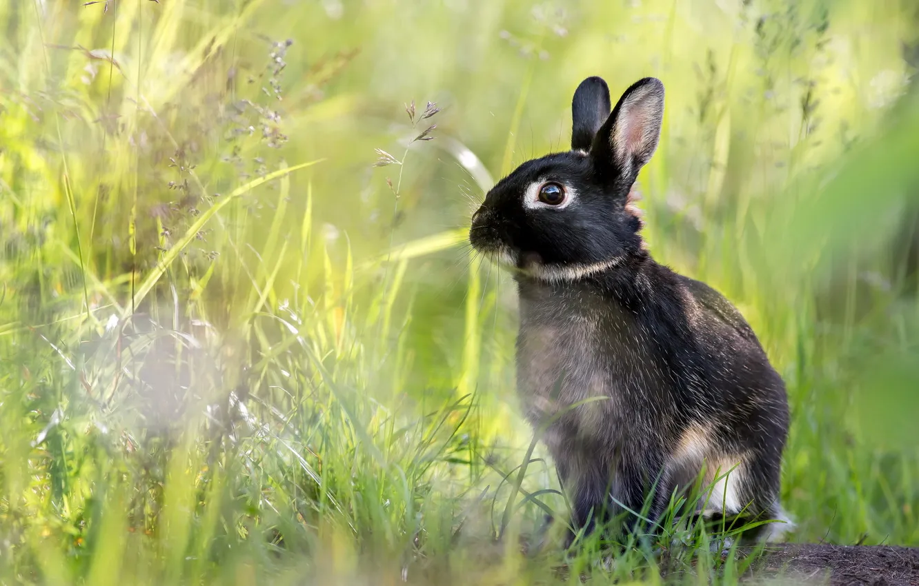 Photo wallpaper nature, background, hare