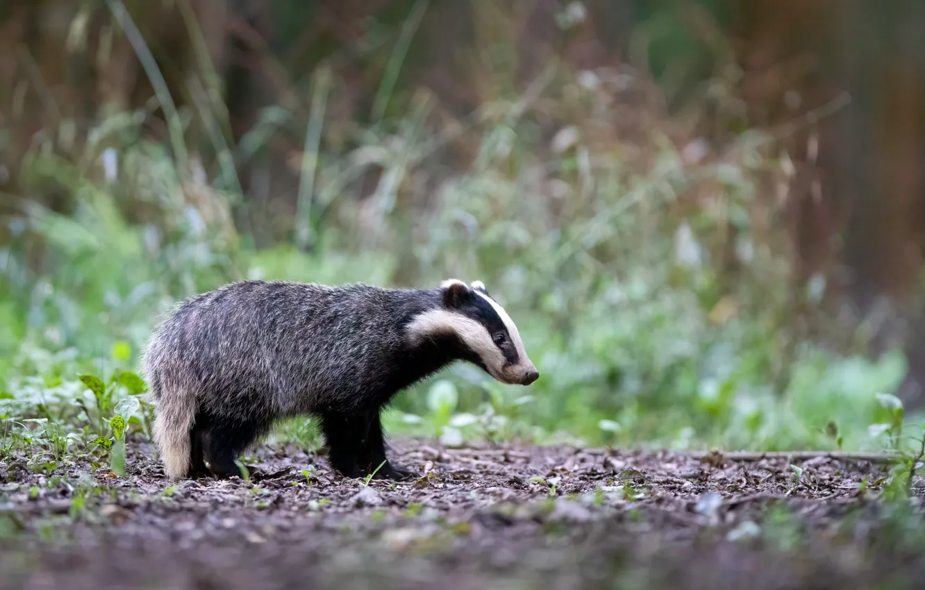 Photo wallpaper grass, nature, glade, profile, bokeh, badger