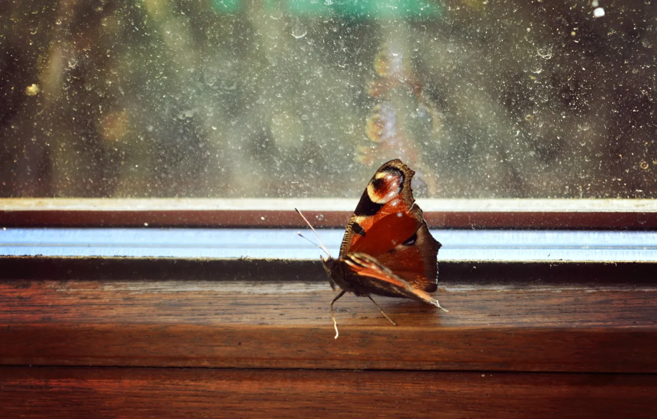 Photo wallpaper brown, butterfly, animal