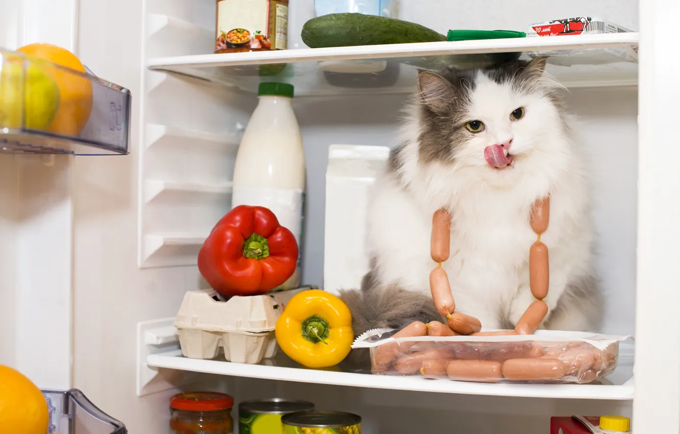 Photo wallpaper cat, sausage, refrigerator, pepper, Cat, products