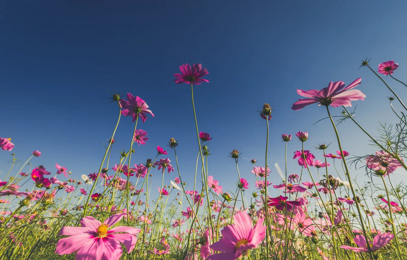 Photo wallpaper field, summer, the sun, flowers, summer, pink, field, pink