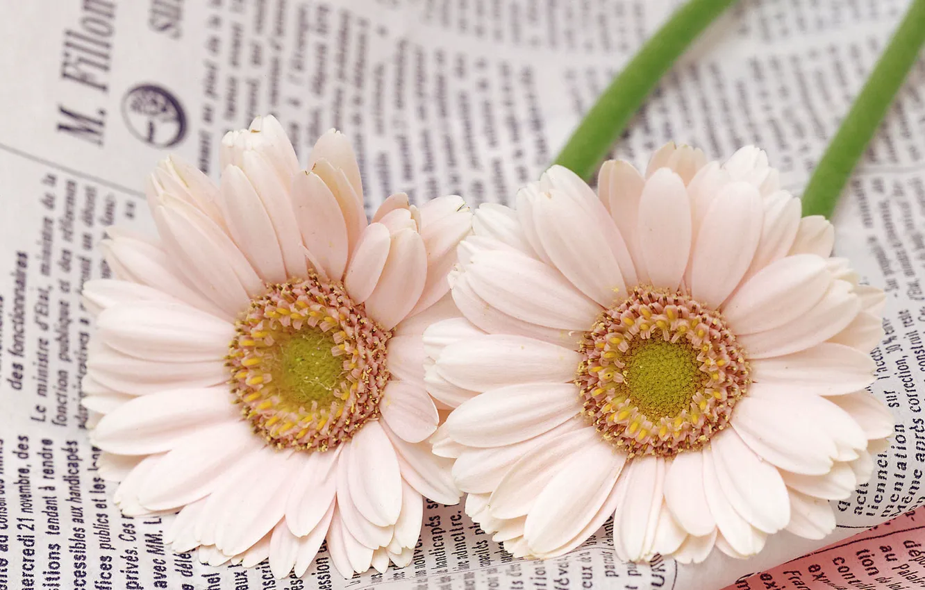 Photo wallpaper macro, newspaper, two white flowers