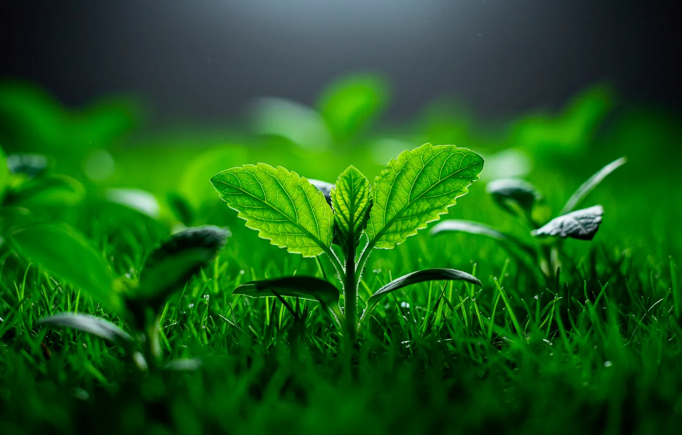 Photo wallpaper macro, background, Wallpaper, Rostock, wallpaper, bright, background, macro