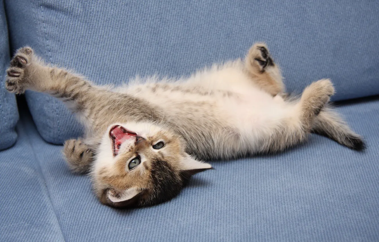 Photo wallpaper cat, kitty, cute