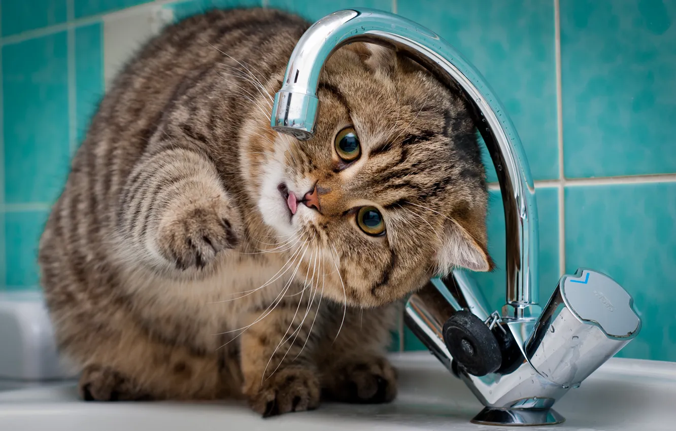 Photo wallpaper cat, crane, sink, bathroom, green tile