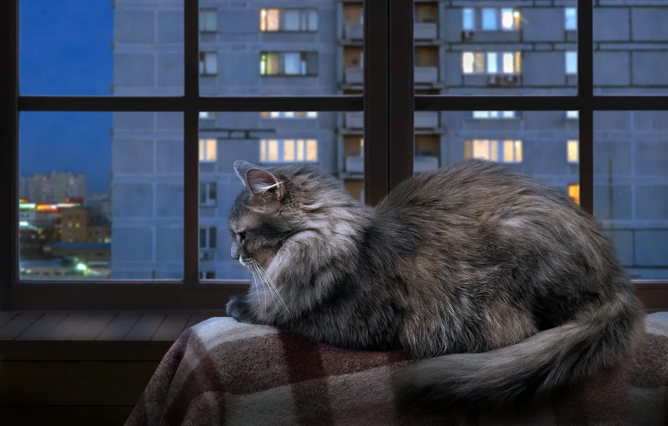Photo wallpaper autumn, cat, cat, look, glass, the city, lights, comfort