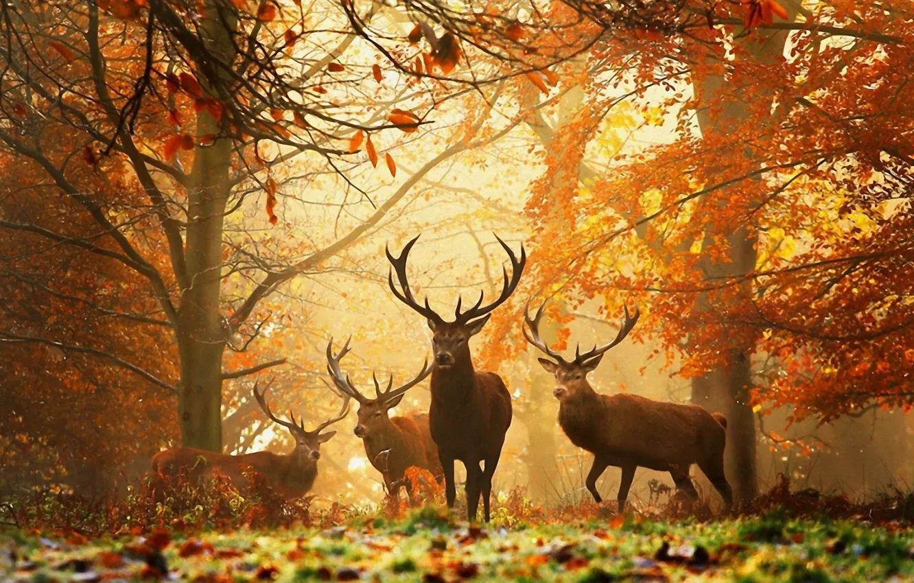Photo wallpaper autumn, forest, animals, yellow leaves, horns, deer