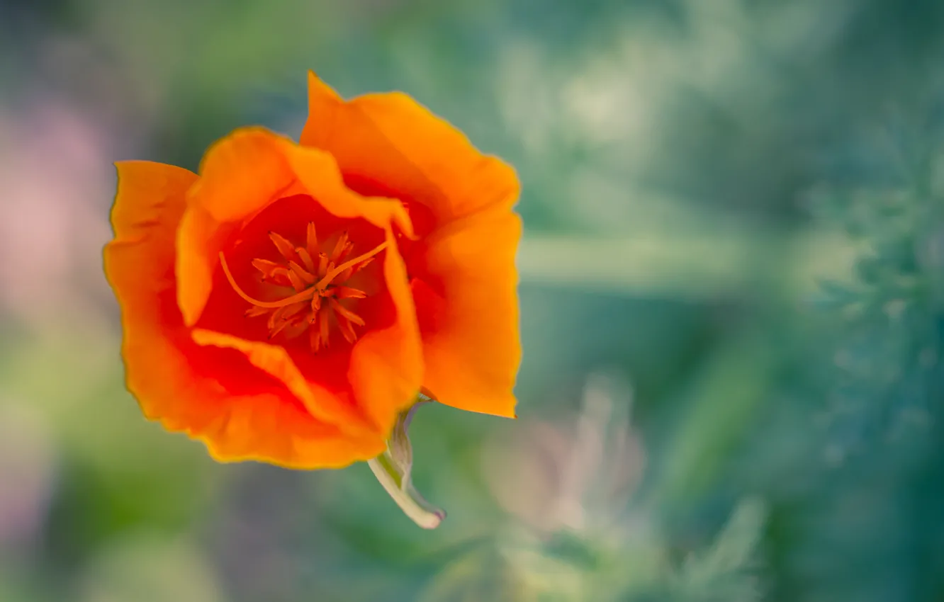 Photo wallpaper flower, macro, orange, California poppy, Estella