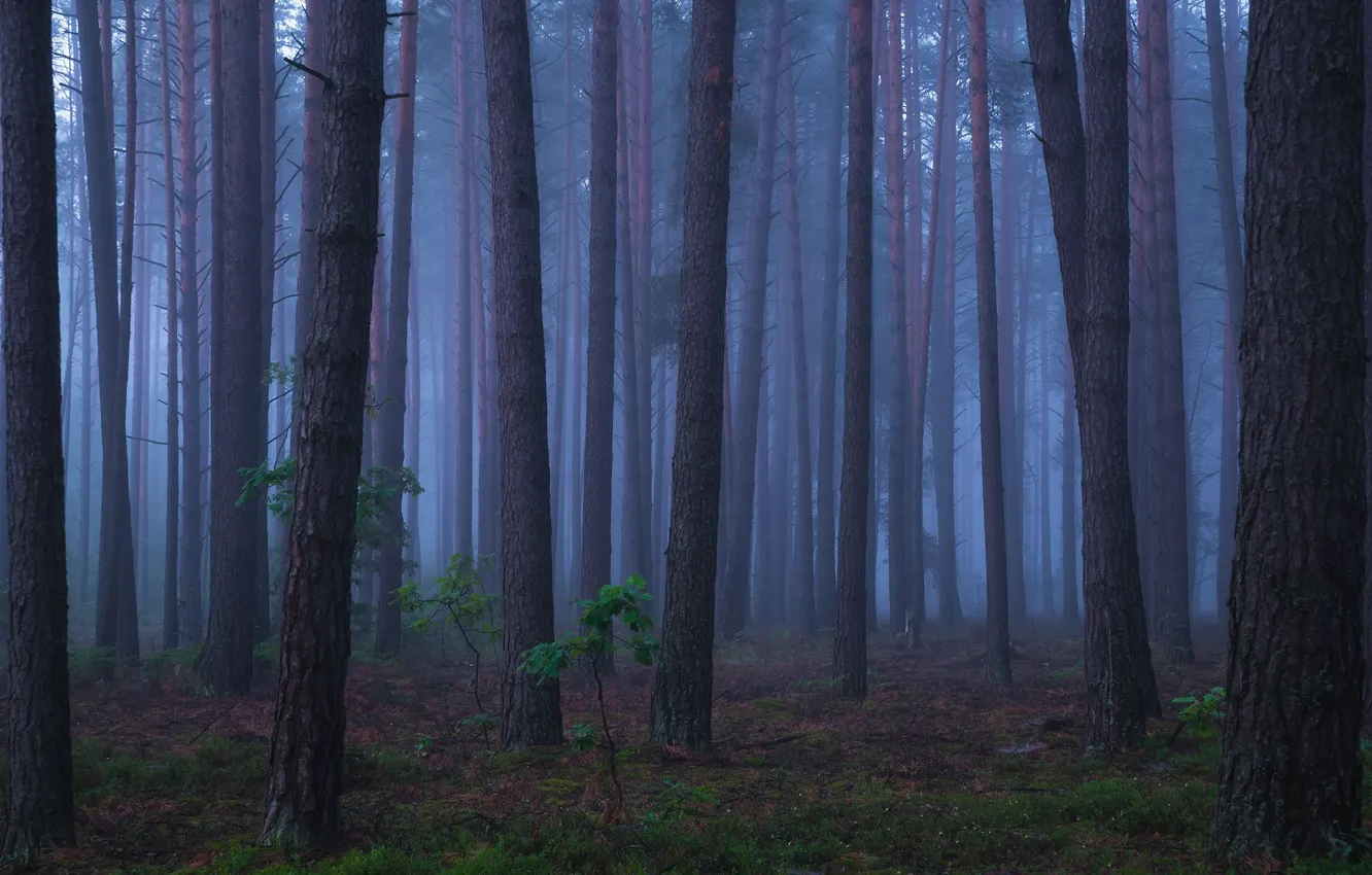 Photo wallpaper forest, trees, nature, fog, twilight