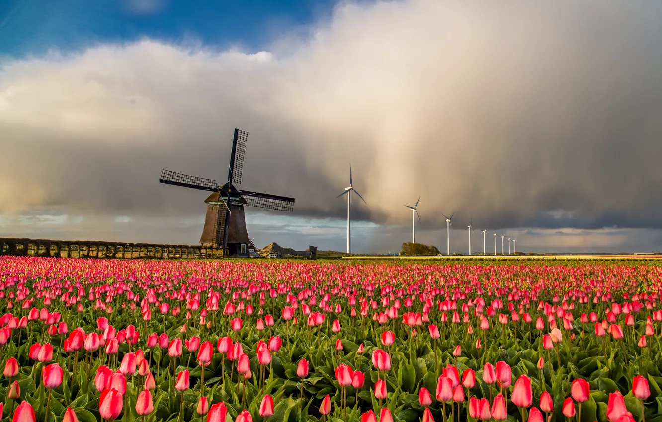 Photo wallpaper field, landscape, nature, mill, tulips