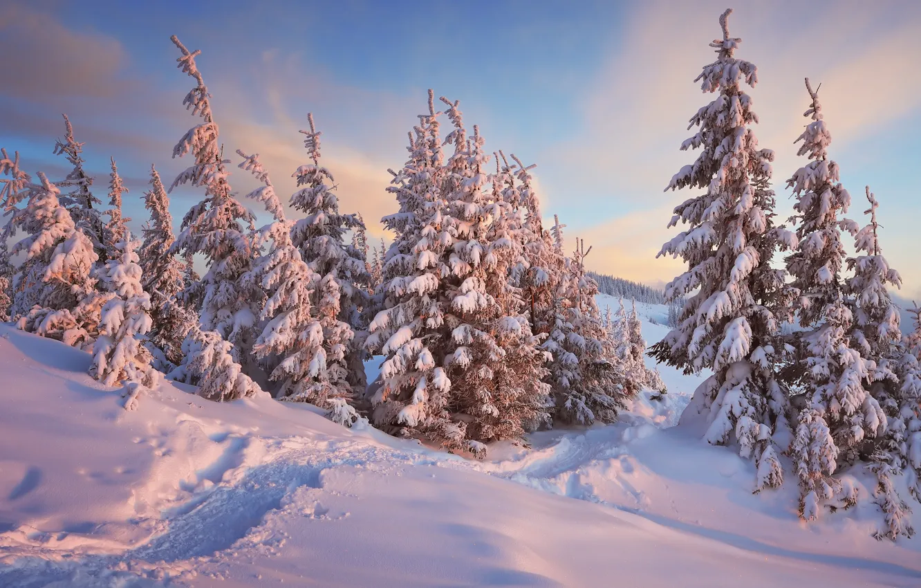 Photo wallpaper Nature, Winter, Trees, Snow