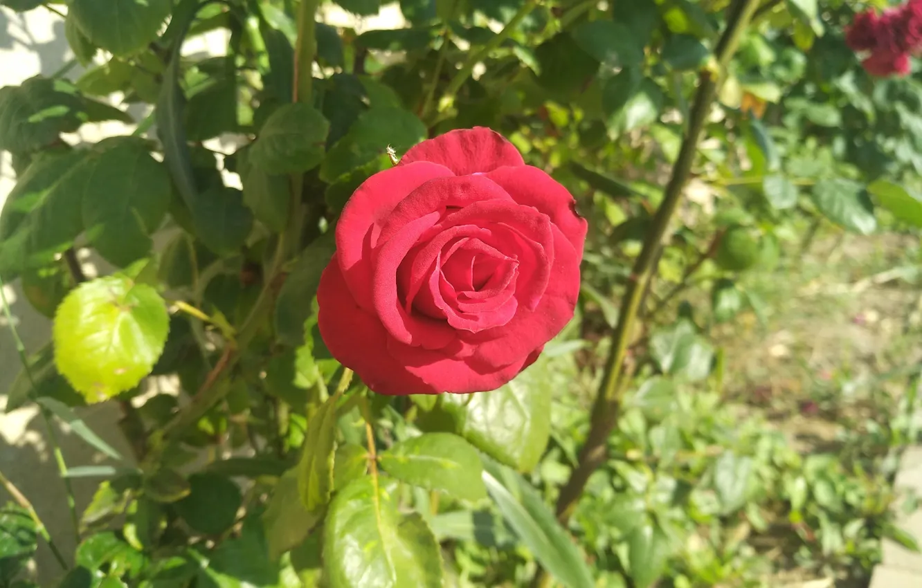 Photo wallpaper Rose, Red rose, Red rose