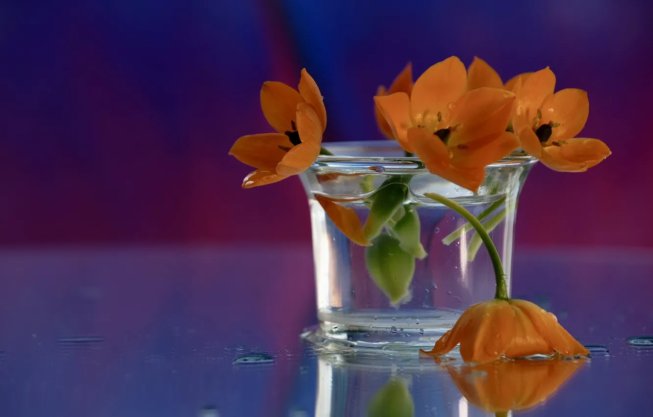 Photo wallpaper water, drops, flowers, glass