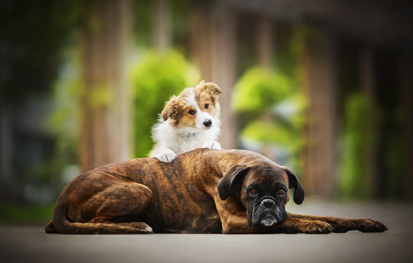 Photo wallpaper each, two dogs, sunny, Tini