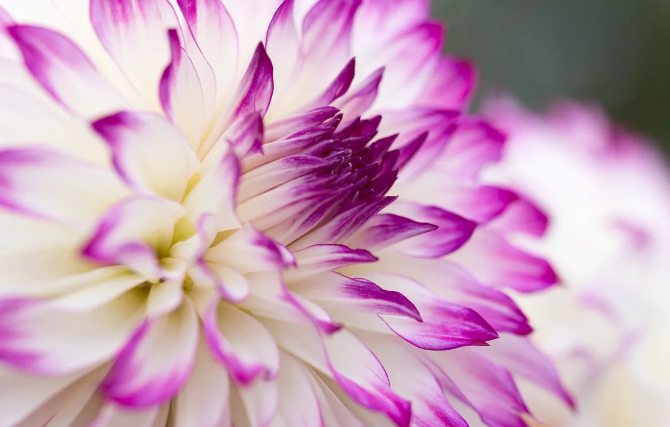 Photo wallpaper macro, flowers, dahlias, pink and white