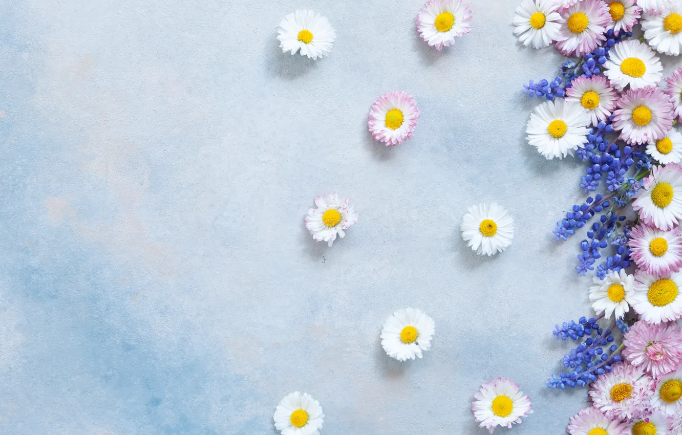 Photo wallpaper flowers, background, blue, chamomile, Muscari, Daisy, Ellygri