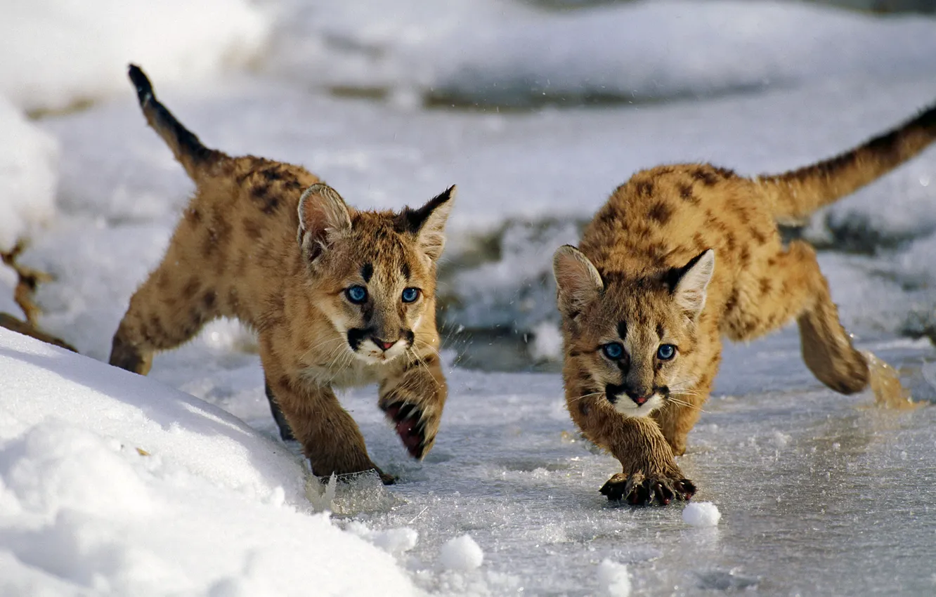 Photo wallpaper ice, winter, snow, cats, Utah, USA, Uinta National Forest, mountain lions