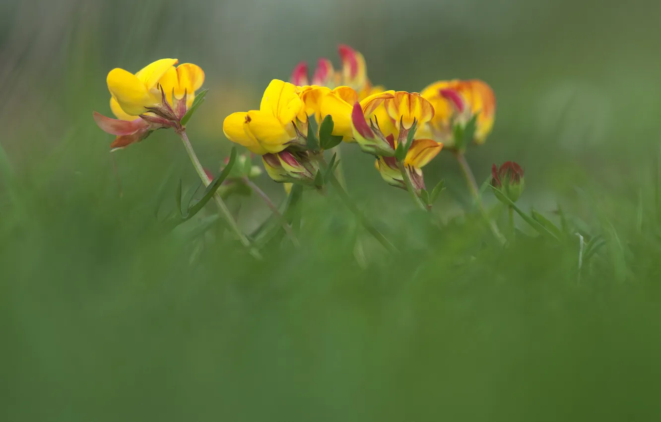 Photo wallpaper grass, macro, flowers, yellow