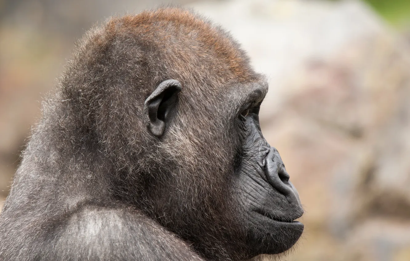 Photo wallpaper look, background, Gorilla