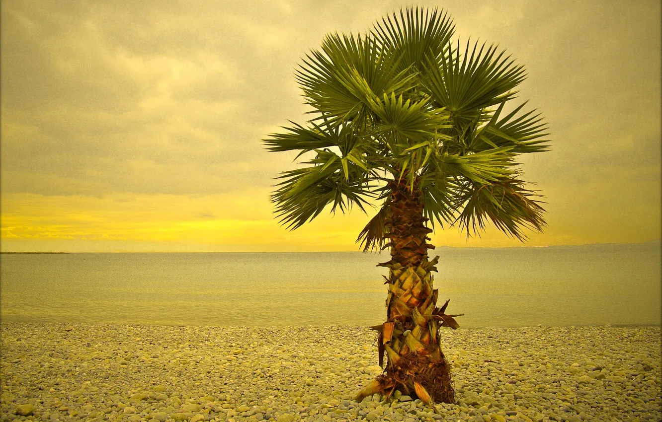 Photo wallpaper sea, beach, trees, palm trees, Nice