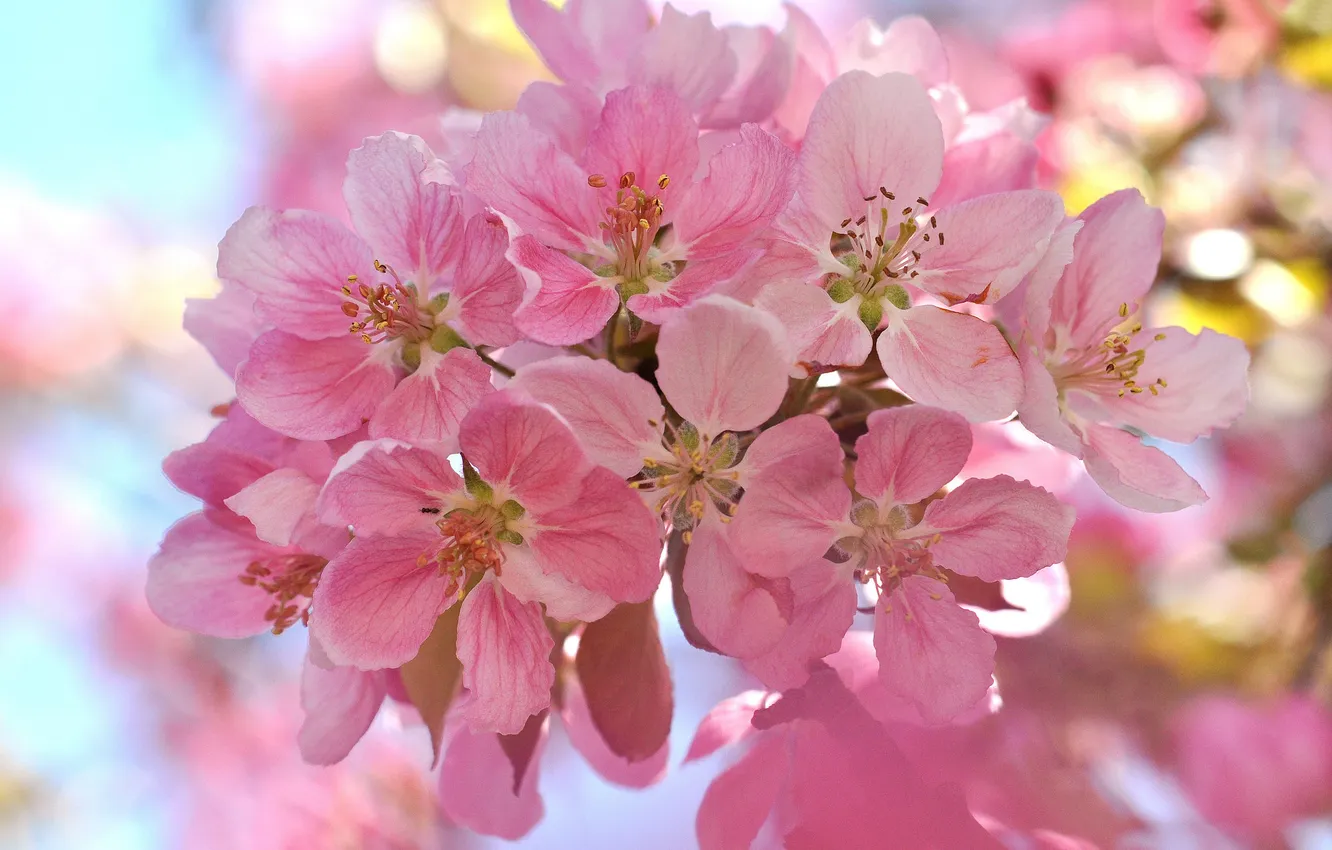 Photo wallpaper flowers, cherry, sprig
