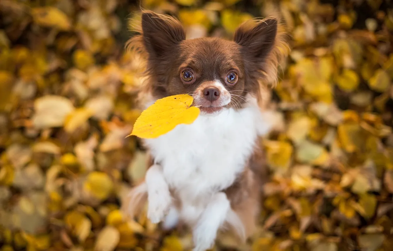 Photo wallpaper leaves, mood, dog, leaf, Chihuahua, bokeh, doggie