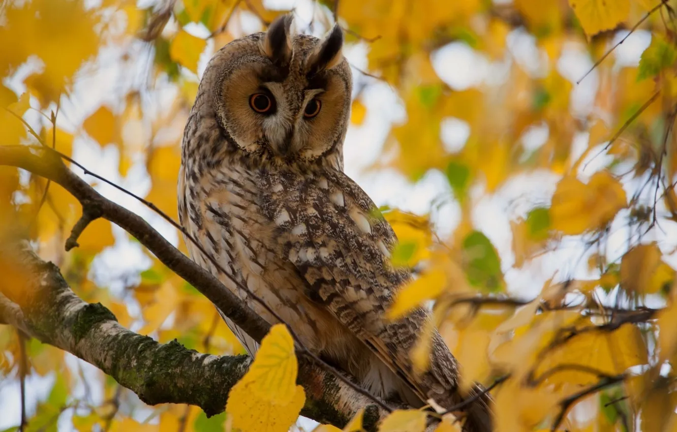 Photo wallpaper leaves, tree, owl, branch, yellow