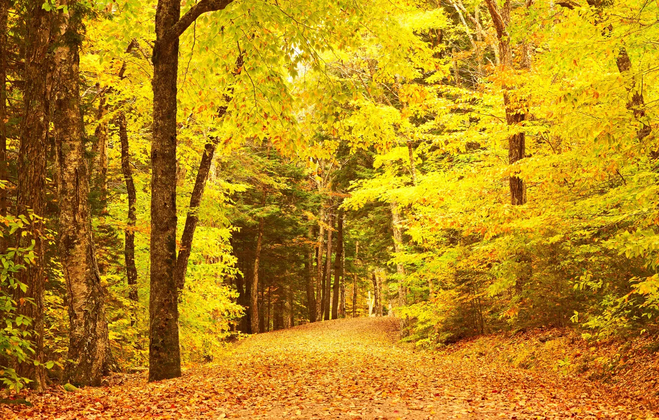 Photo wallpaper road, autumn, forest, leaves, trees, Park, forest, road