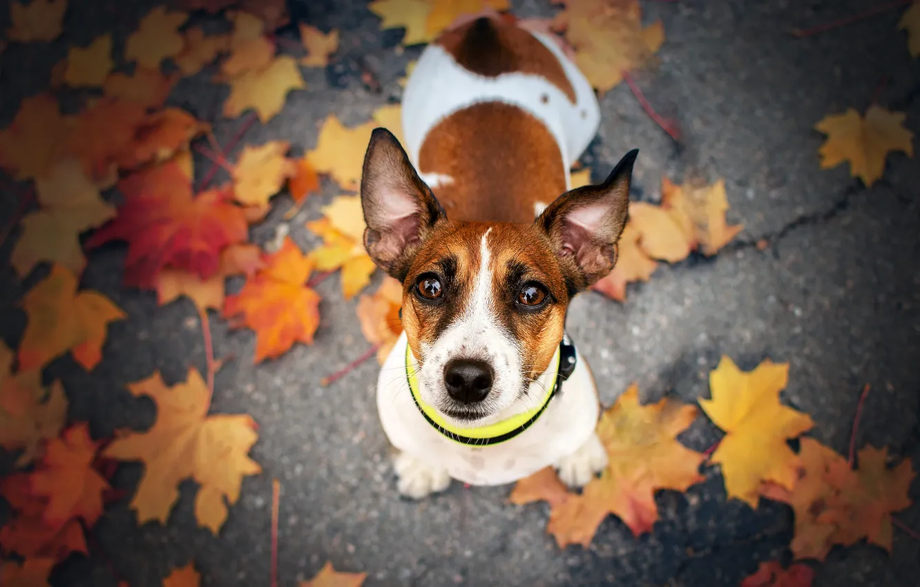 Photo wallpaper autumn, look, dog, face, fallen leaves, Jack Russell Terrier, Ekaterina Kikot