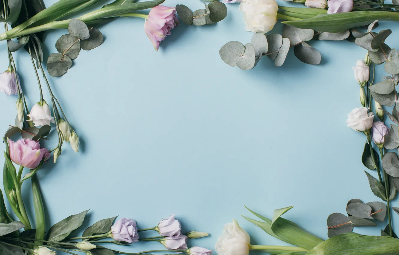 Photo wallpaper flowers, tulips, pink, white, white, fresh, pink, flowers