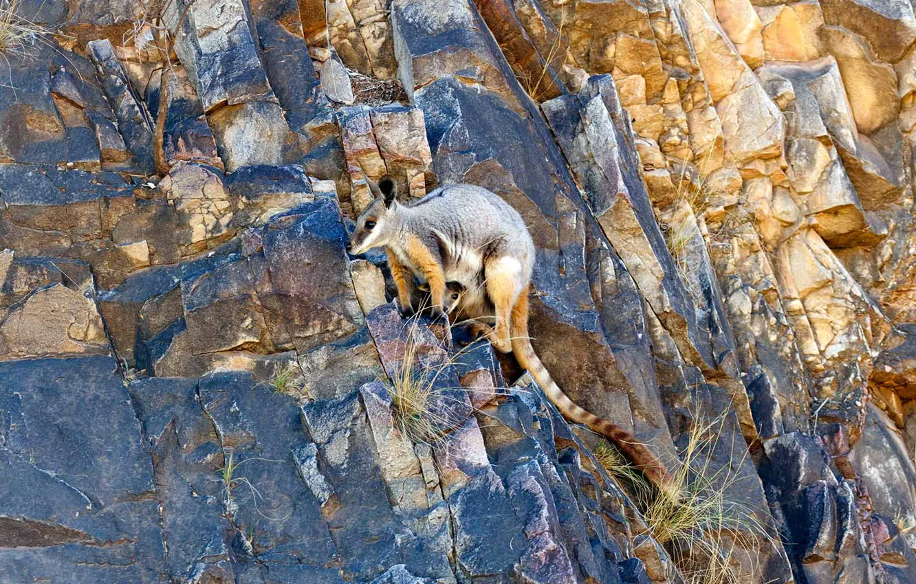 Photo wallpaper rocks, Australia, yellow-footed rock Wallaby, ring-tailed kangaroo