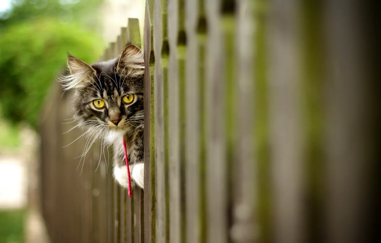 Photo wallpaper cat, background, the fence